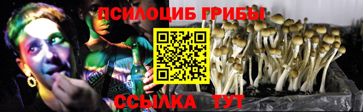 Псилоцибиновые грибы мицелий Сосновоборск